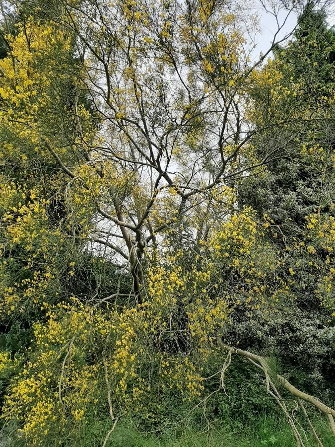 Mount Etna broom