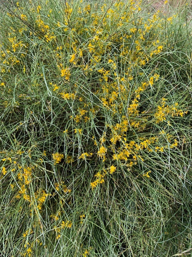 Mount Etna broom