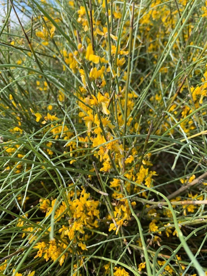 Mount Etna broom