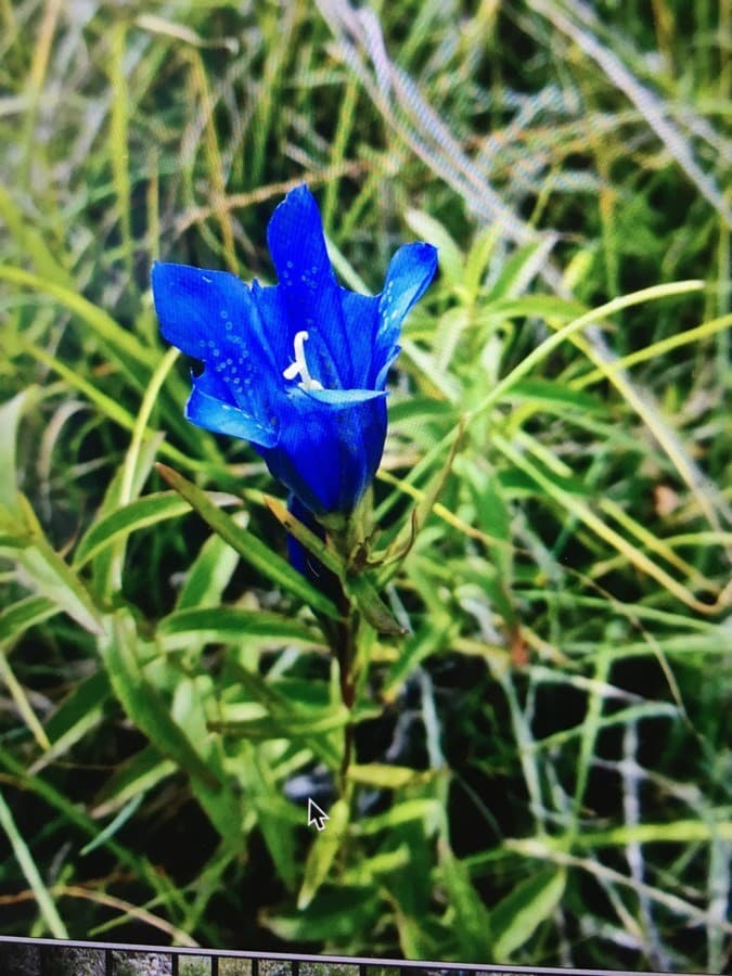 marsh gentian