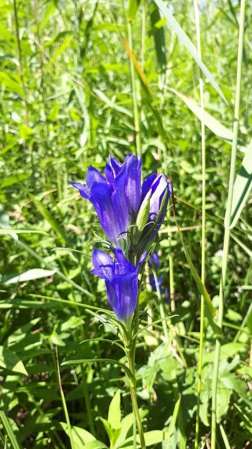 marsh gentian