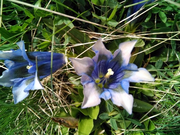 marsh gentian