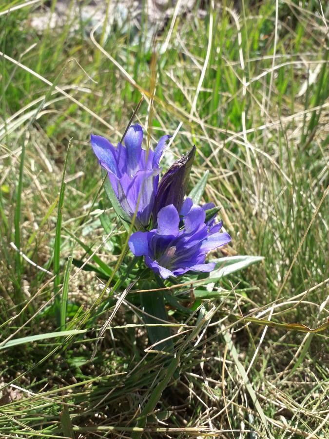 marsh gentian