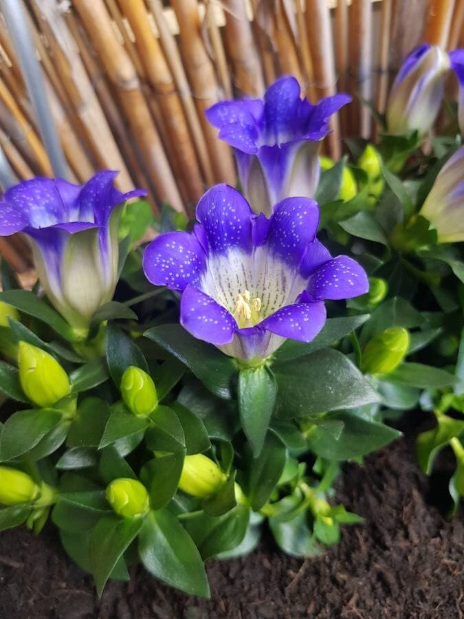 marsh gentian