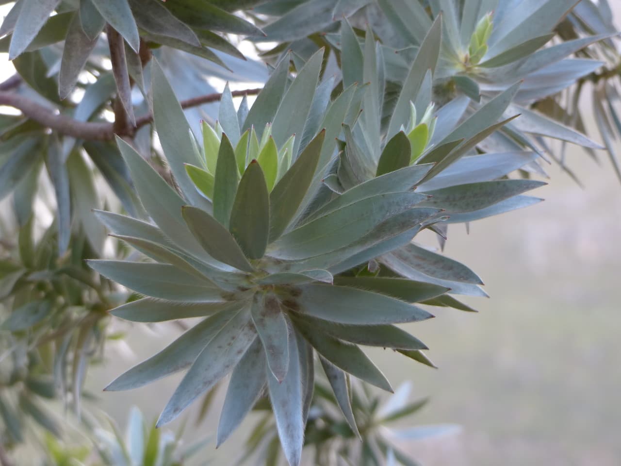 silver tree