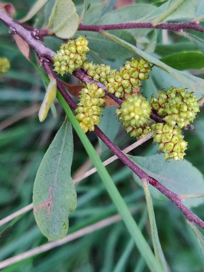 bog myrtle