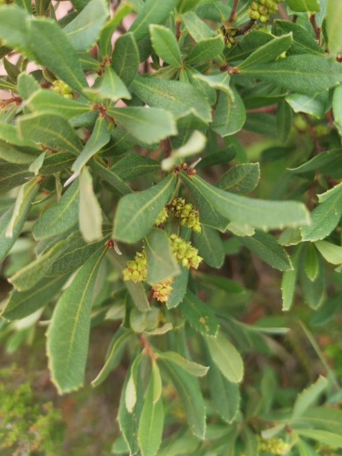 bog myrtle