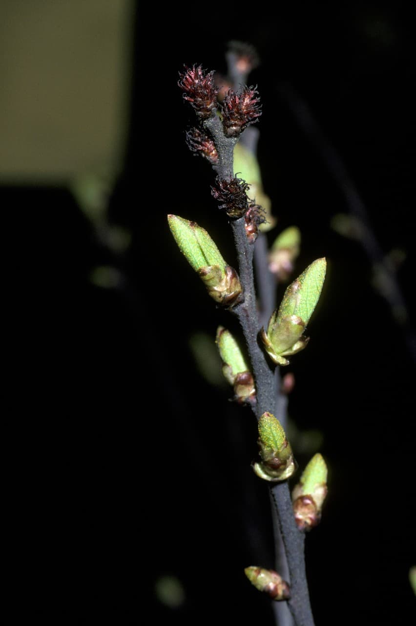 bog myrtle