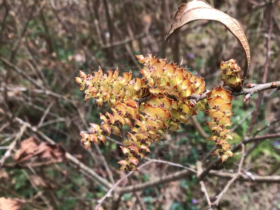 bog myrtle