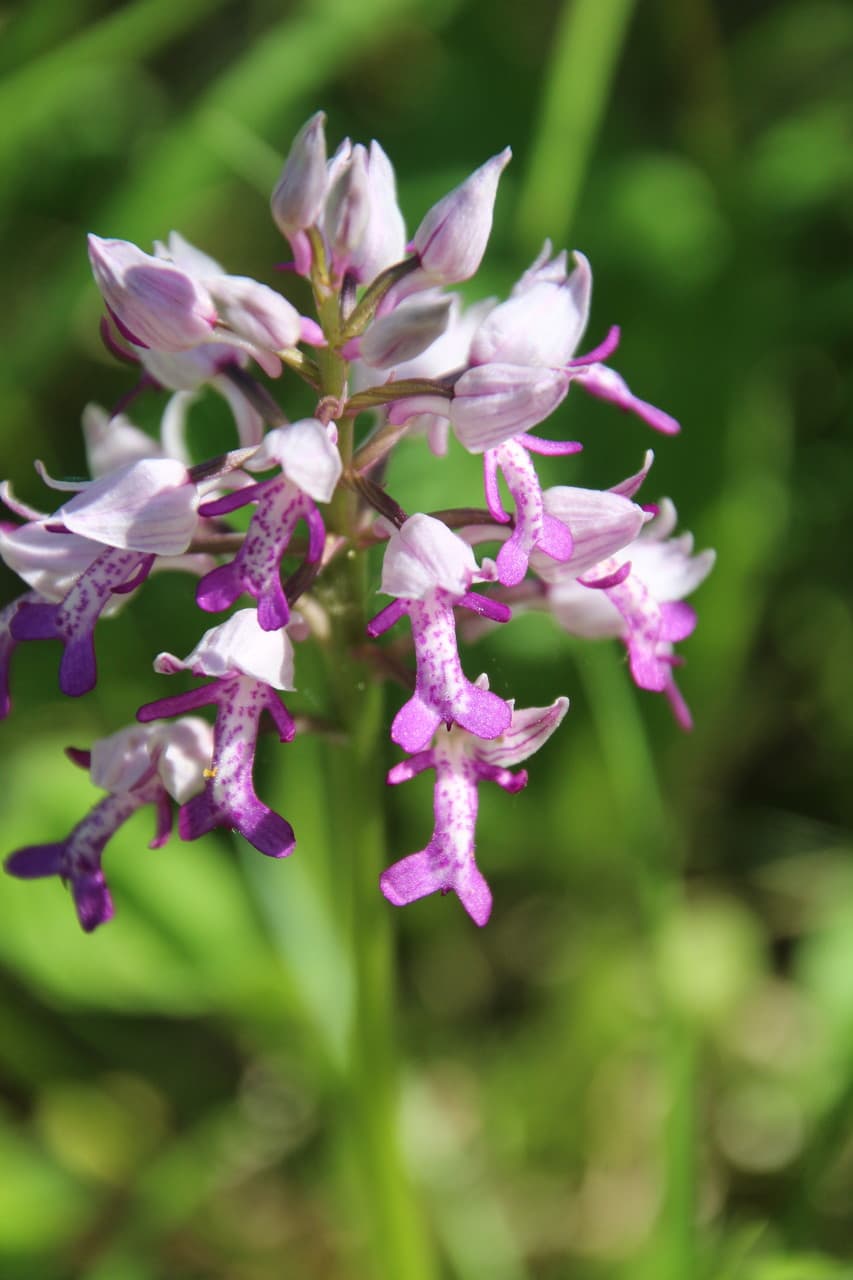 military orchid