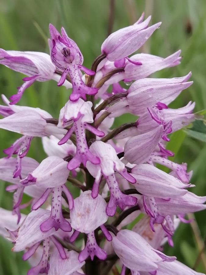 military orchid