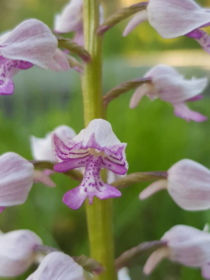 military orchid