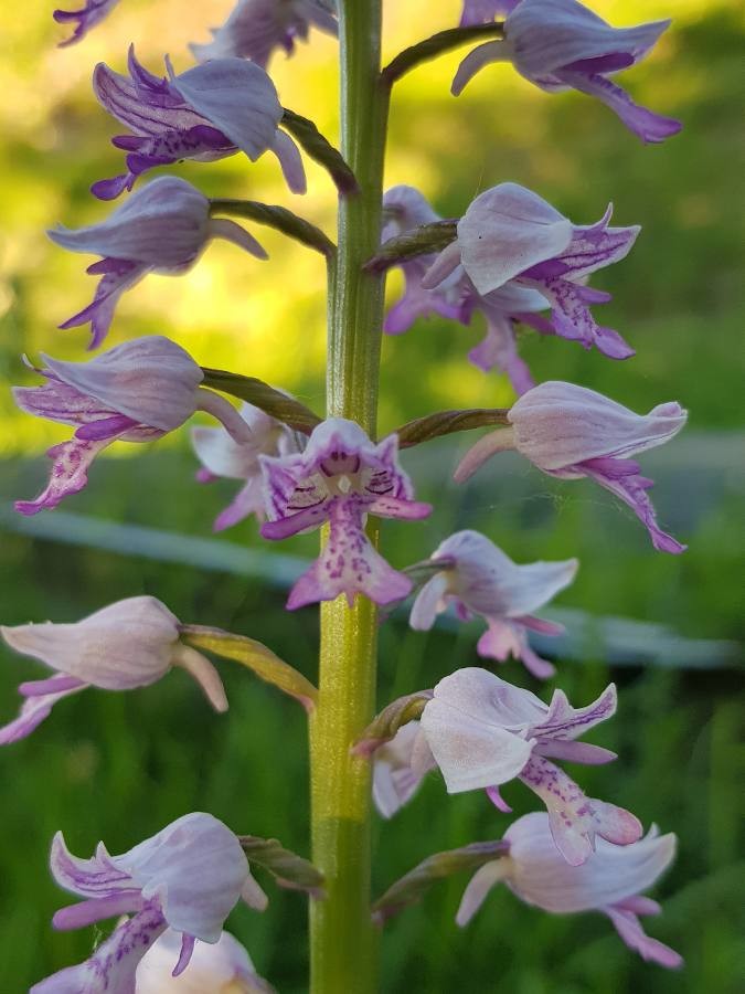 military orchid