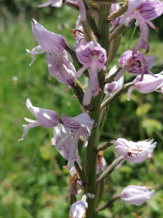 military orchid