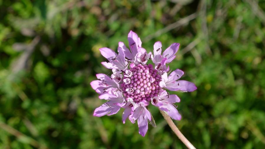 glossy scabious