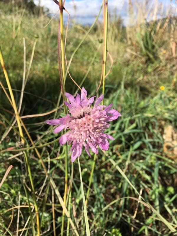 glossy scabious