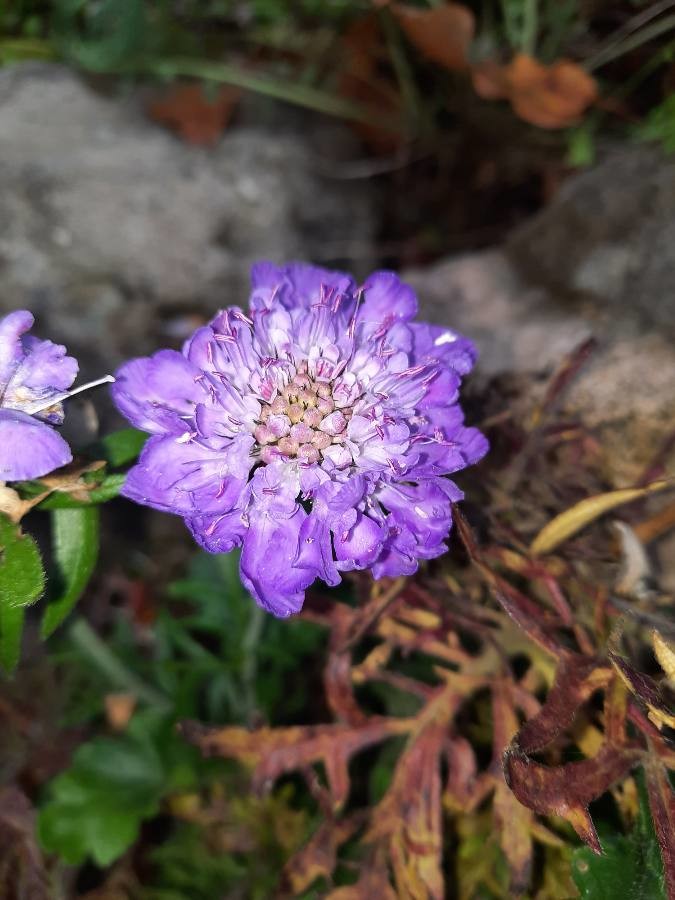 glossy scabious