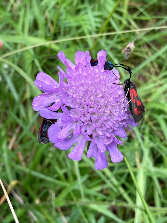 glossy scabious