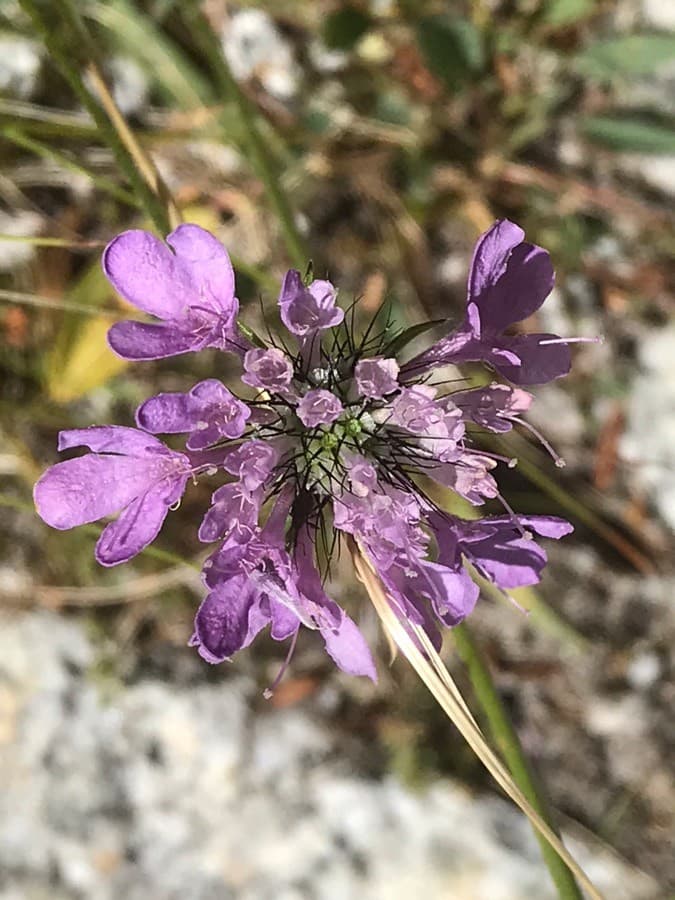 glossy scabious