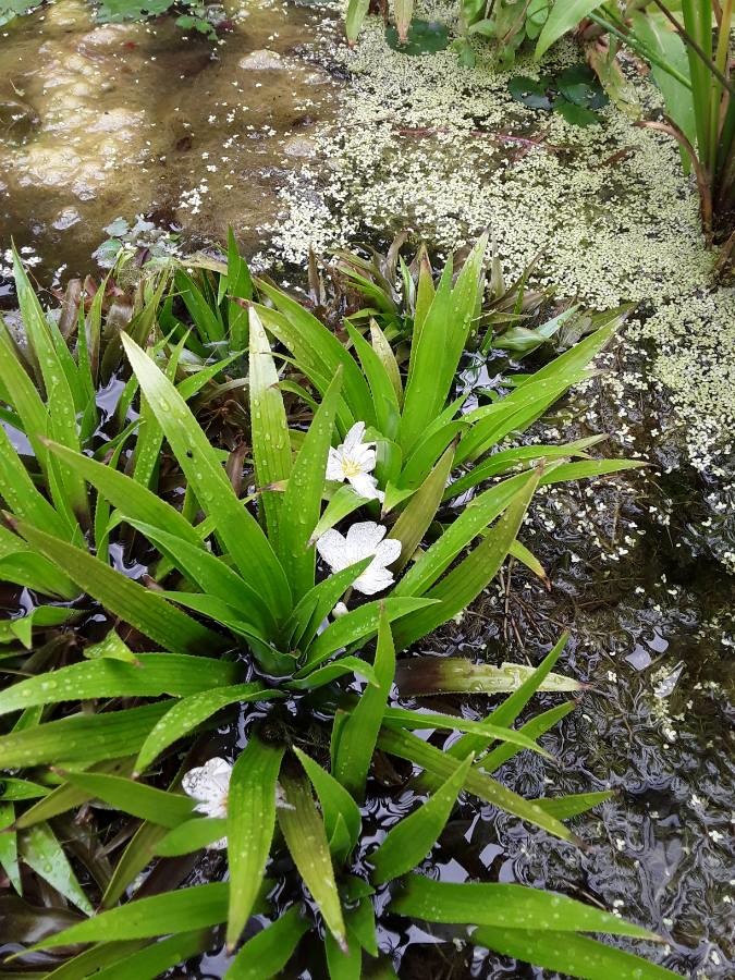 water soldier