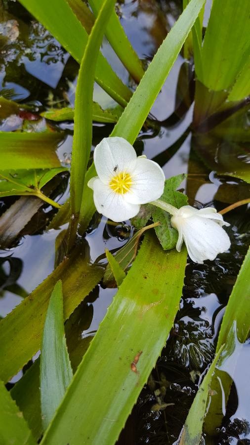 water soldier