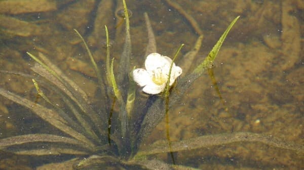 water soldier