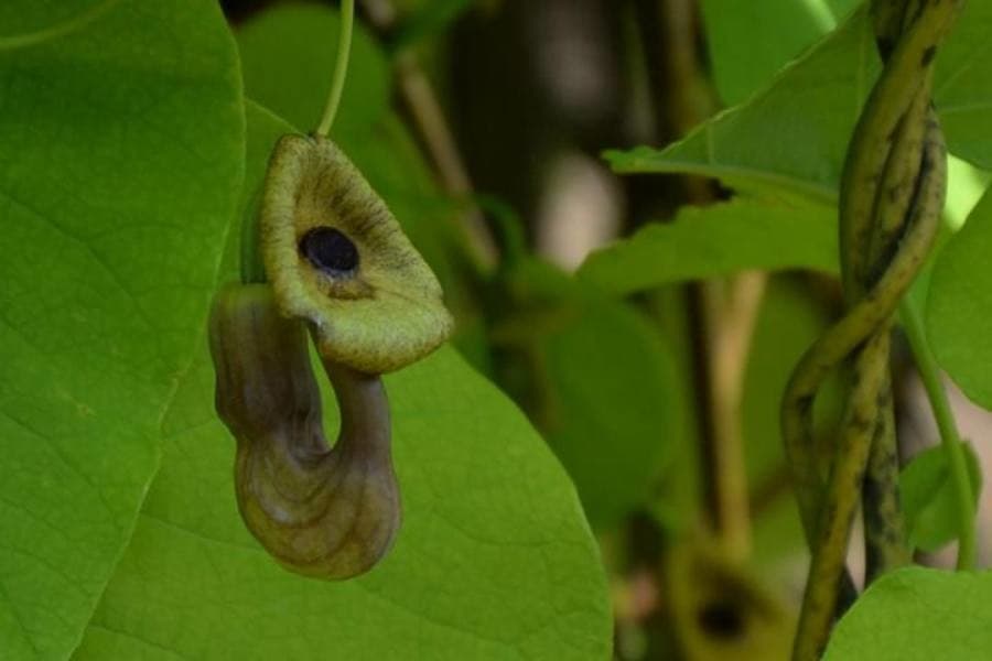 Dutchman's pipe