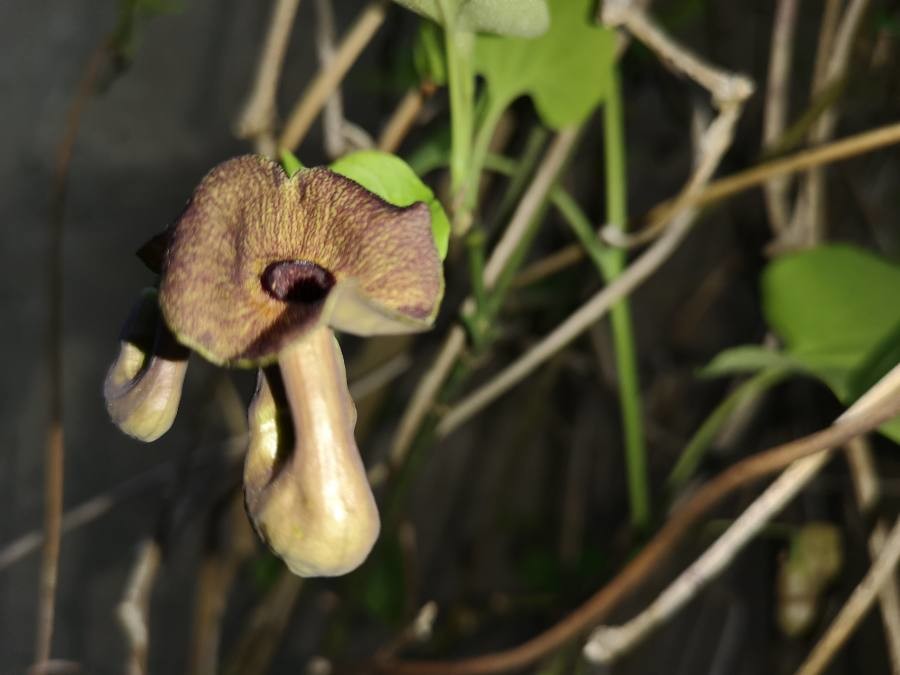 Dutchman's pipe