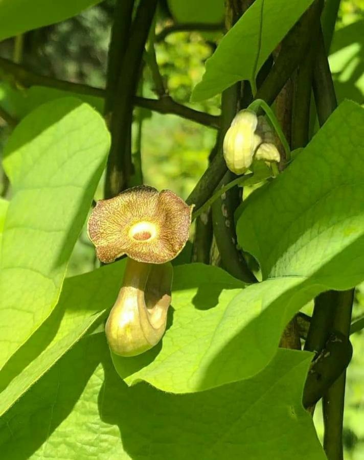 Dutchman's pipe