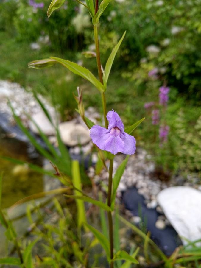 Allegheny monkey flower