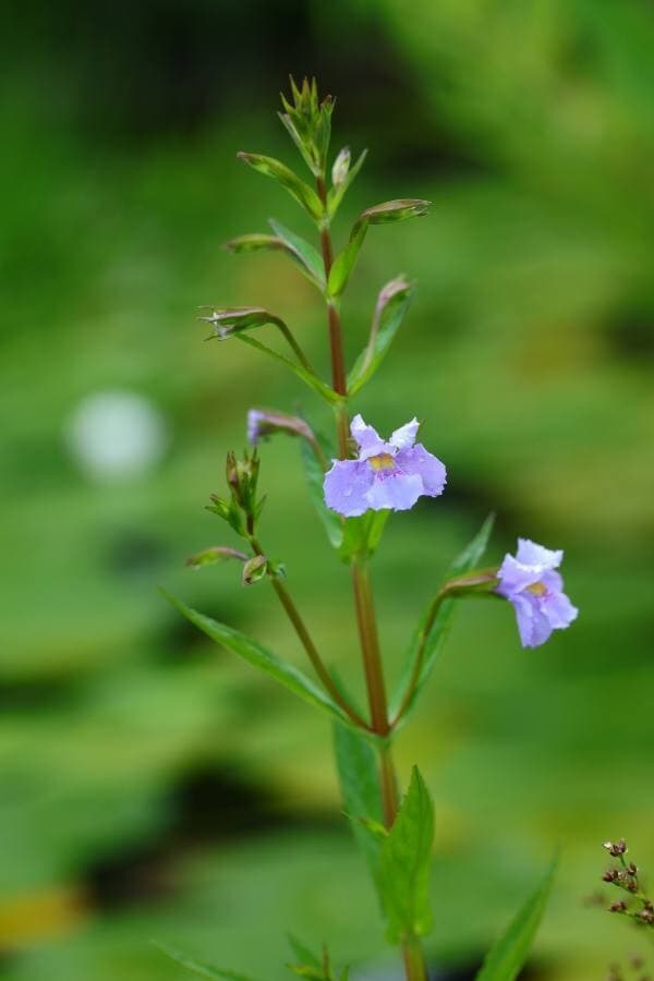 Allegheny monkey flower