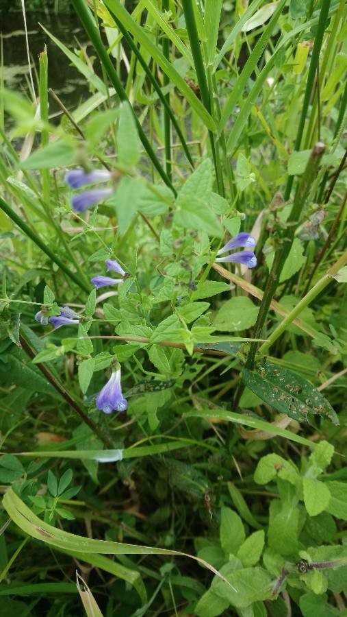 Allegheny monkey flower