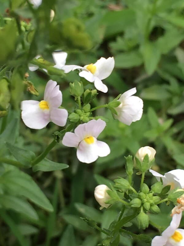 Allegheny monkey flower