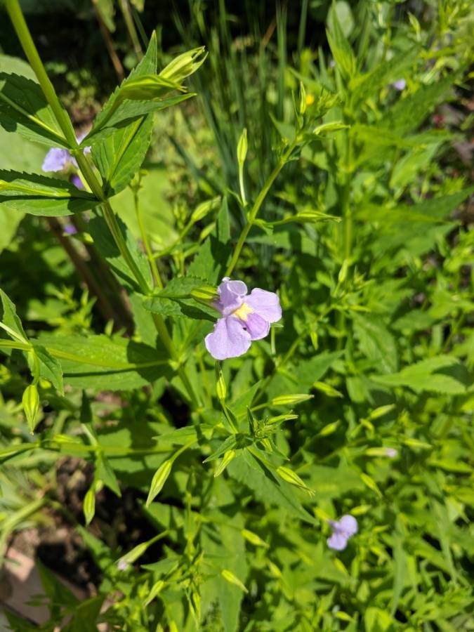 Allegheny monkey flower