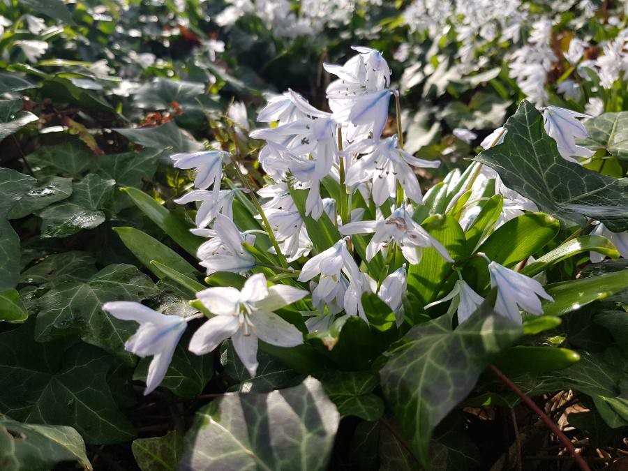 drooping star of Bethlehem