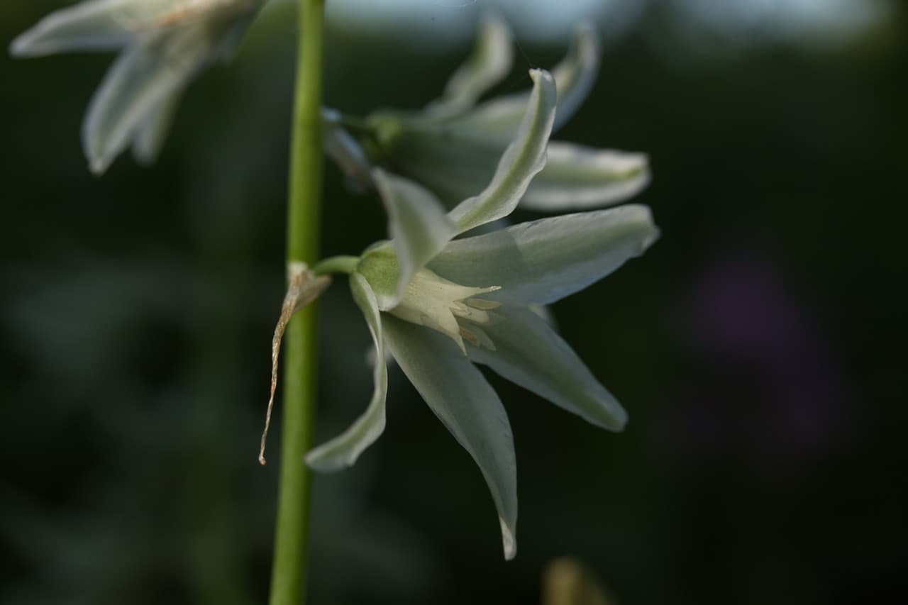 drooping star of Bethlehem