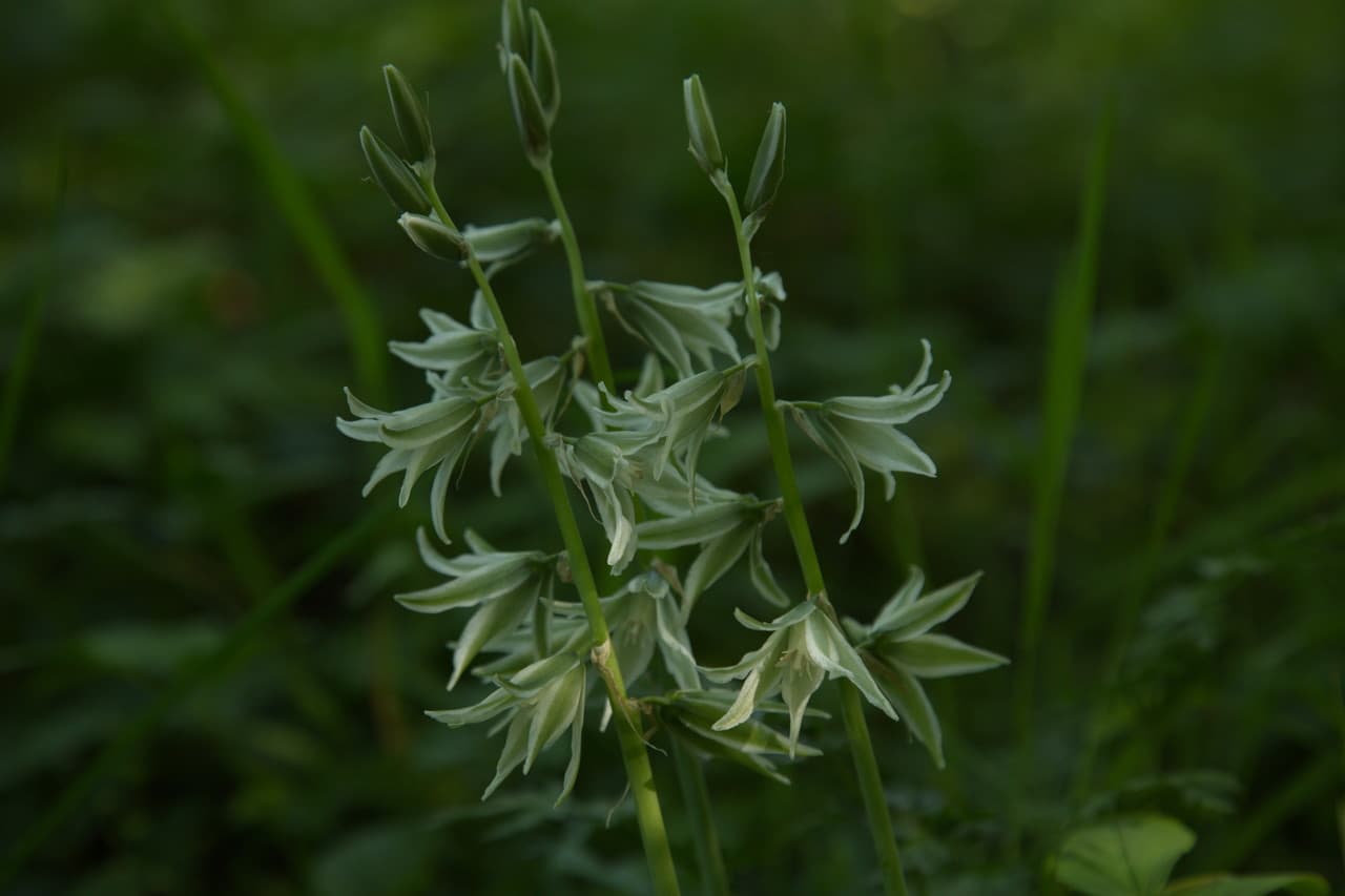 drooping star of Bethlehem