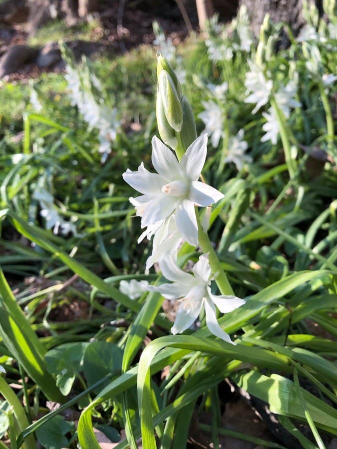 drooping star of Bethlehem