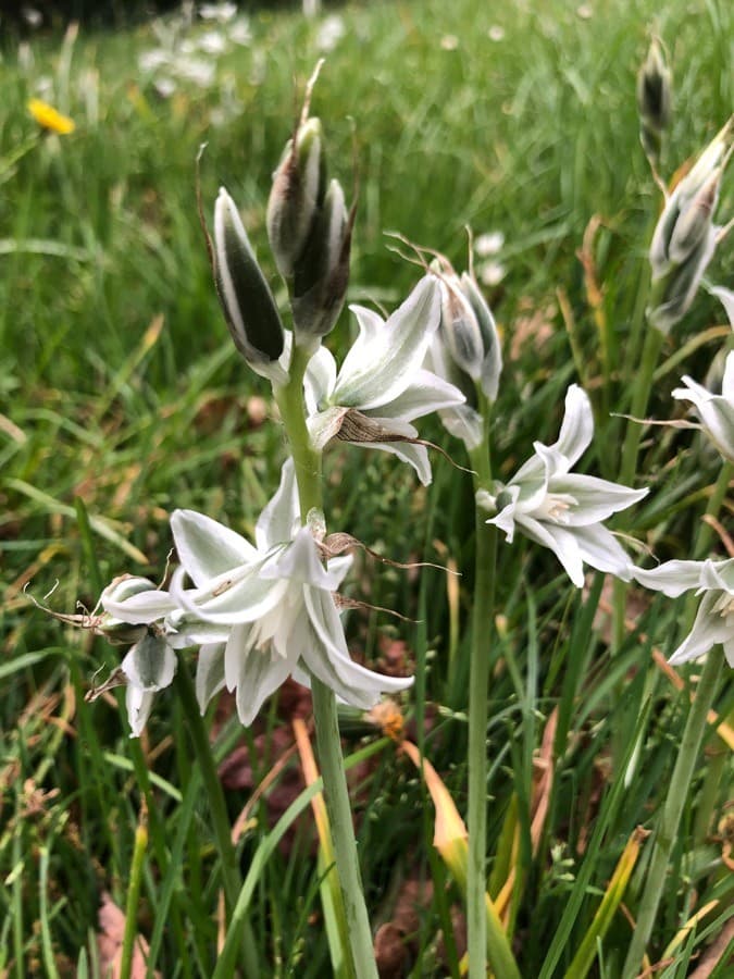 drooping star of Bethlehem