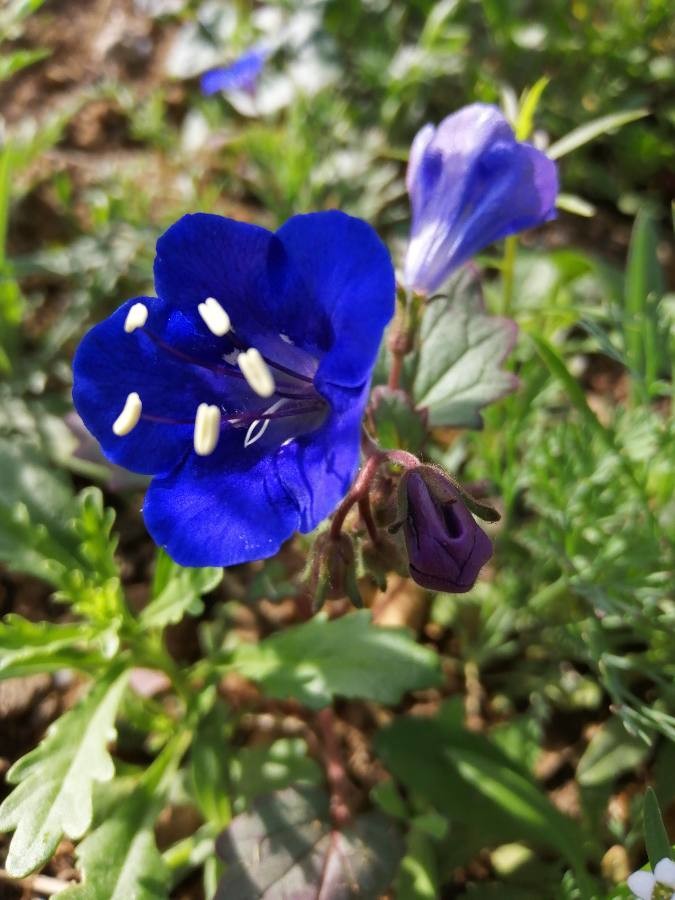 desert bluebell 'Blue Wonder'