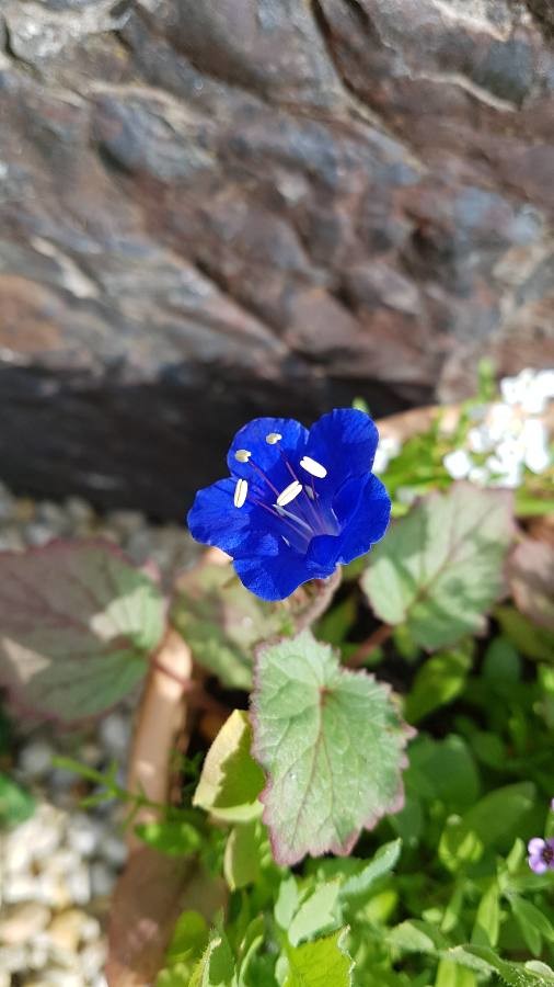 desert bluebell 'Blue Wonder'