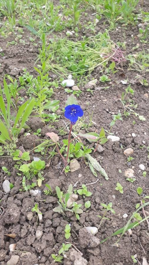 desert bluebell 'Blue Wonder'