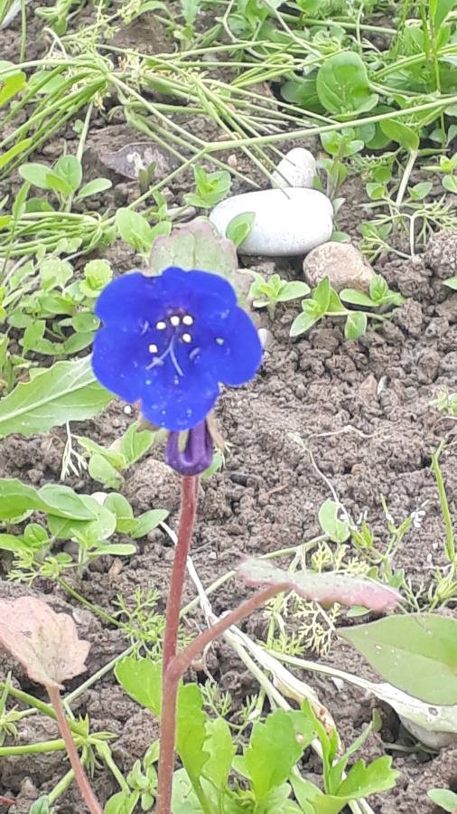 desert bluebell 'Blue Wonder'