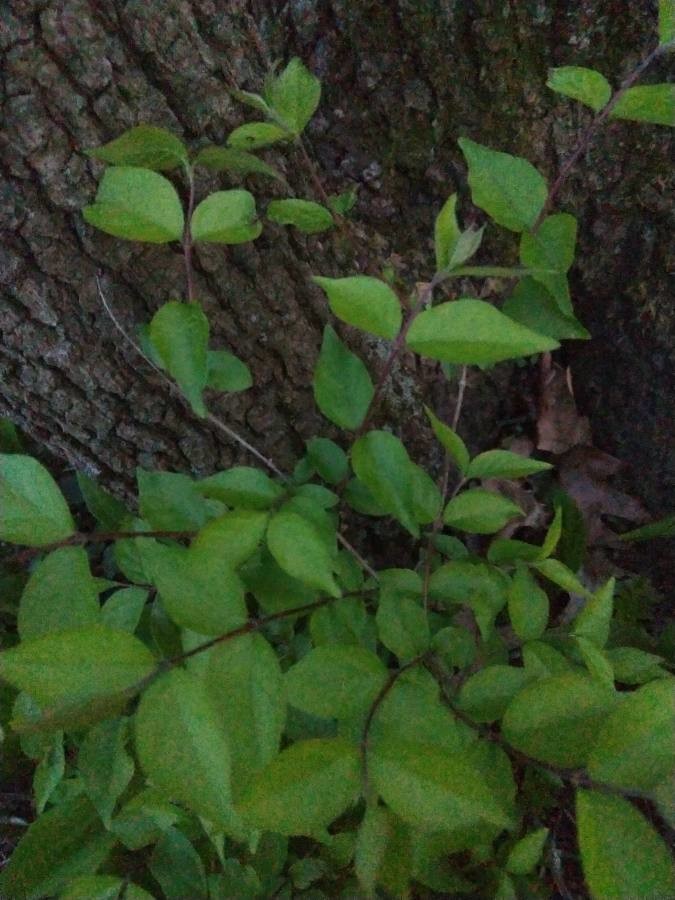 devil's walking stick