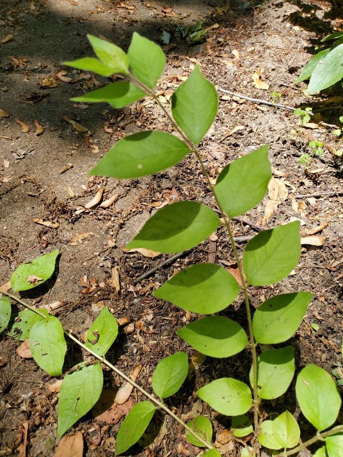 devil's walking stick