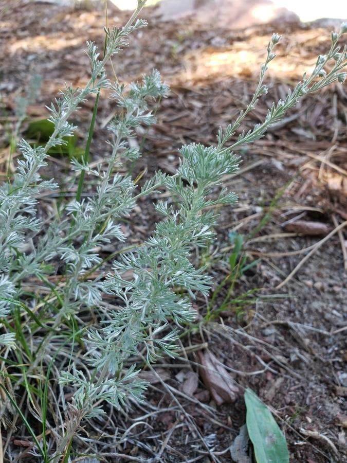 Arctic sage