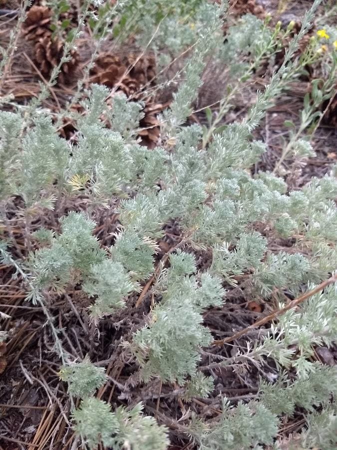 Arctic sage