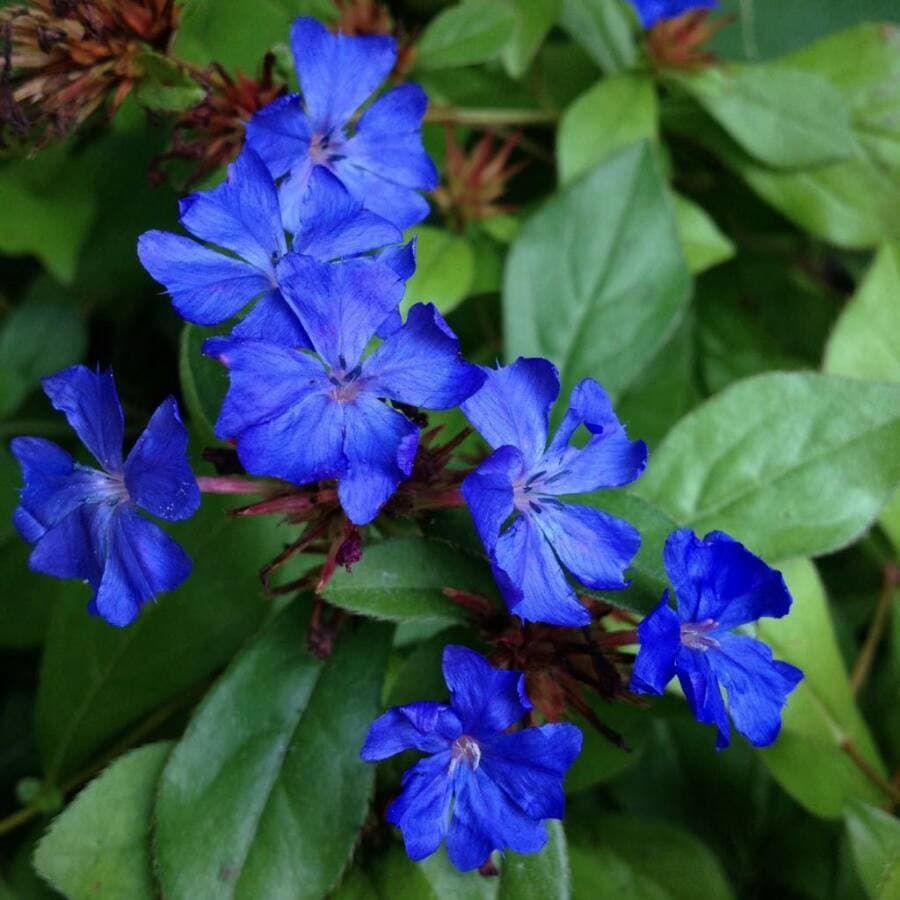 hardy blue-flowered leadwort