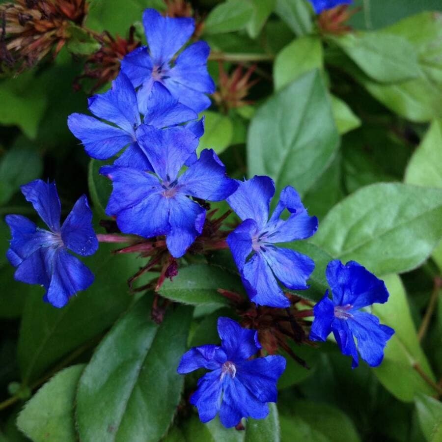 hardy blue-flowered leadwort