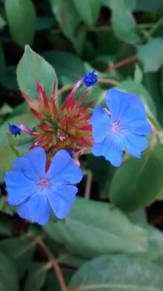 hardy blue-flowered leadwort